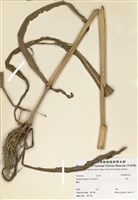 藏品(高粱)的圖片